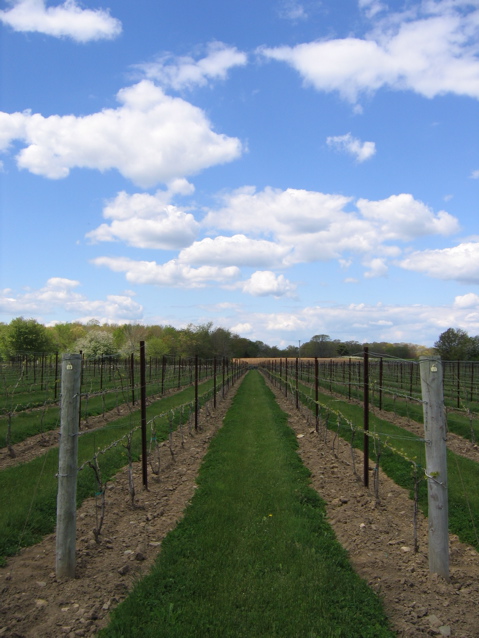 looking left through vines from ceremony aisle