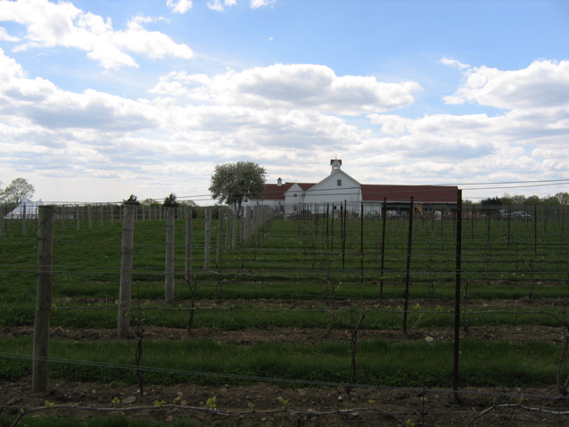 looking through vines back at buildings